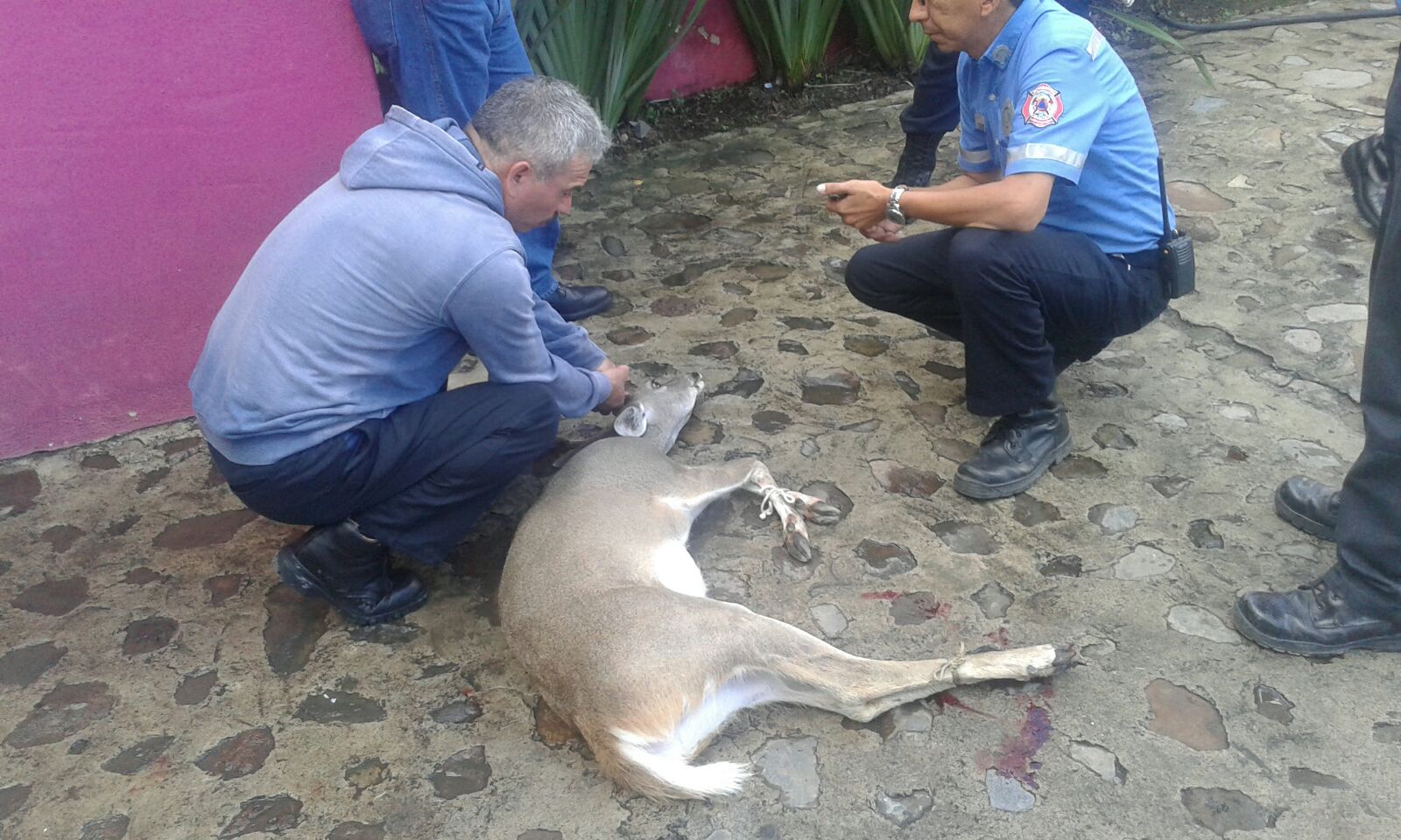 Algunos transeúntes dijeron que el venado bajó del cerro y fue arrollado por un automóvil.
