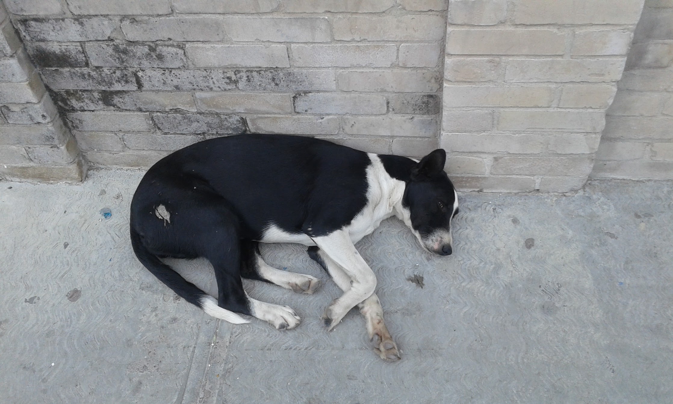 Existe una sobrepoblación de alrededor de 45 mil perros en Lerdo.