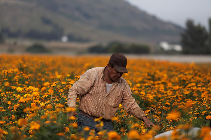 La flor de cempasúchil se ha convertido en un verdadero icono mexicano