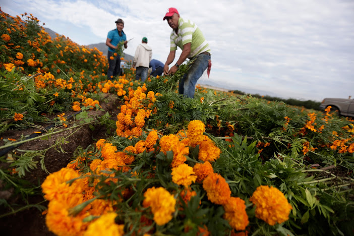 Una vez plantada la semilla, el proceso de crecimiento puede parecer sencillo pero implica trabajo constante