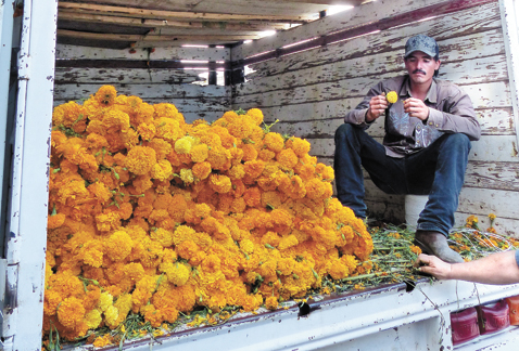 También se cultiva en ranchos de García, señalaron.