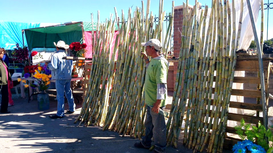 La caña de azúcar la buscan mucho los laguneros para esta fecha.