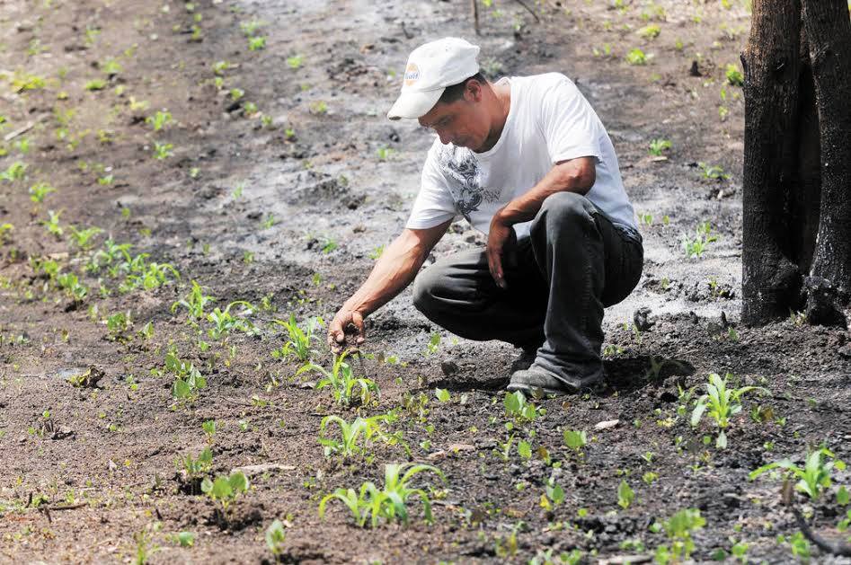 Se busca que los campesinos recuperen al menos lo invertido para sembrar miles de hectáreas que resultaron afectadas por la sequía.