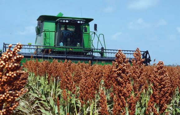 Del sorgo se obtendrá etanol, el cual será combinado con gasolina.