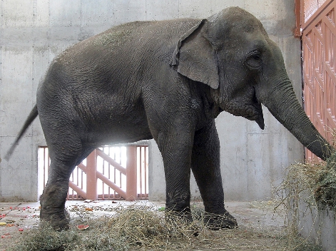 La elefante de nombre Bireki tiene 26 años de edad y vivirá desde hoya en el Parque Ecológico Ehécatl, en Ecatepec.