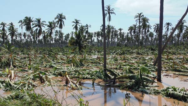 Los desastres naturales están asociados con la deforestación.