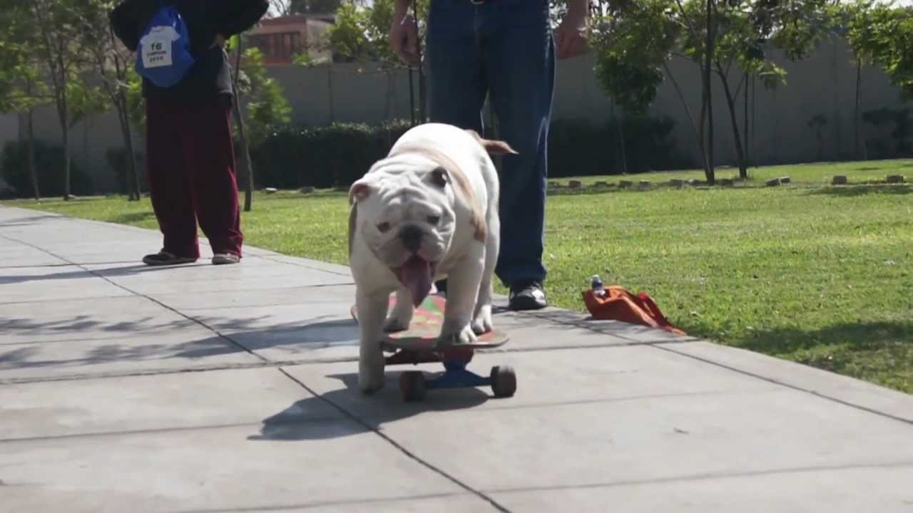 Esta semana, Otto se convirtió en el más reciente animal en entrar a la lista de los Récord Guinness al convertirse en el perro que ha atravesado un t