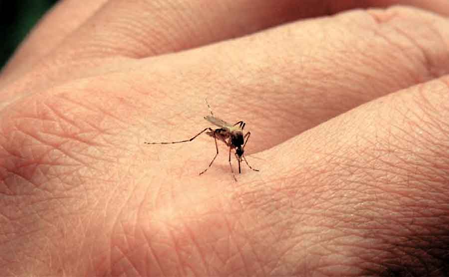El enfermo fue infectado por una picadura del mosquito Aedes aegytpi. 