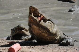 Un empleado (fuera de la fotografía) alimenta a unos cocodrilos hambrientos en la granja Rosenthal, en San Manuel, Honduras