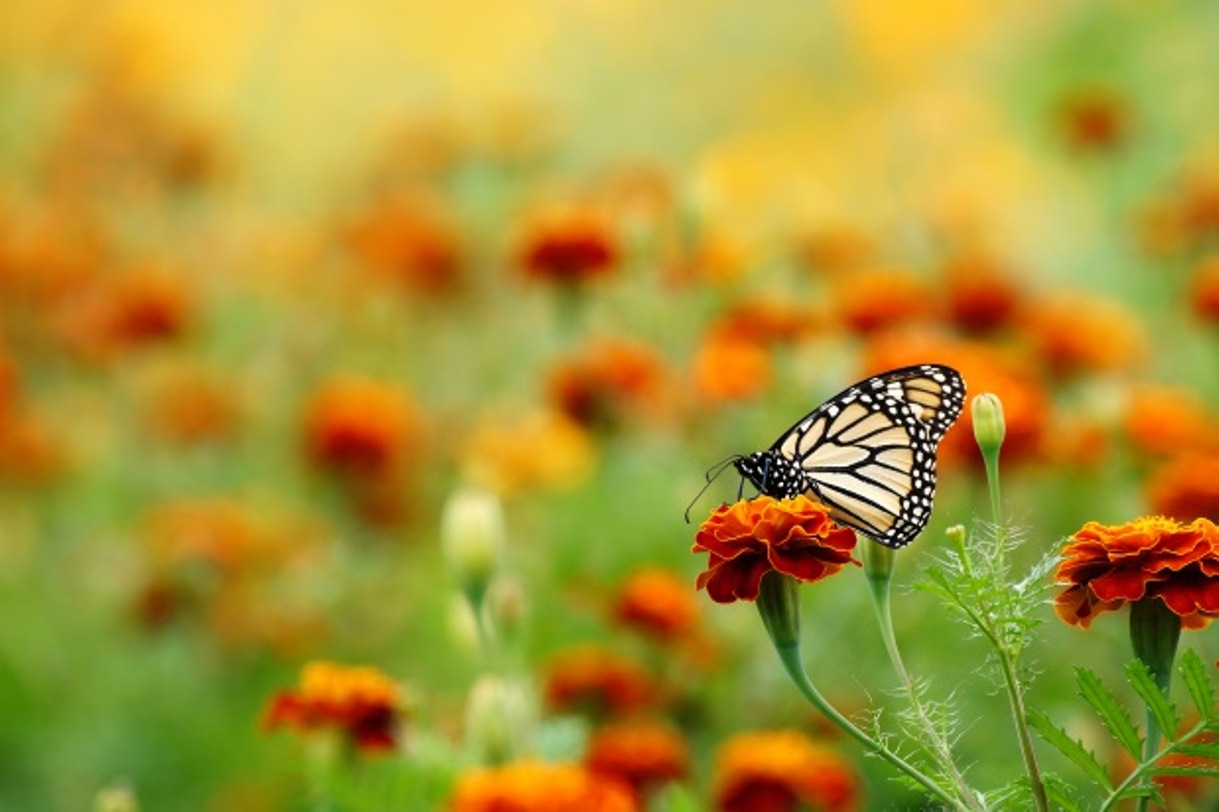 Foto ganadora del Tercer Festival de la Mariposa Monarca.