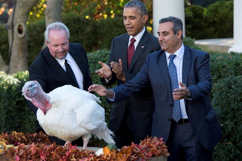 El pavo del Día de Acción de Gracias es visto hoy, durante su indulto por Obama (c), en una ceremonia en el Rose Garden de la Casa Blanca