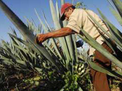 El mezcal a diferencia del tequila, sólo se puede producir con 100% de agave. El mezcal en su origen y tradición todo agave tiene que ser cocido antes