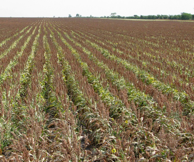 El 90% de la siembra de sorgo se dañó por la plaga de pulgón amarillo.