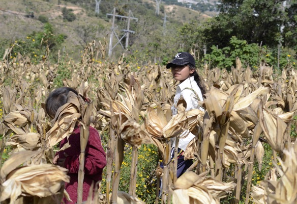 Una familia de campesinos trabaja en su parcela cosechando el maíz.