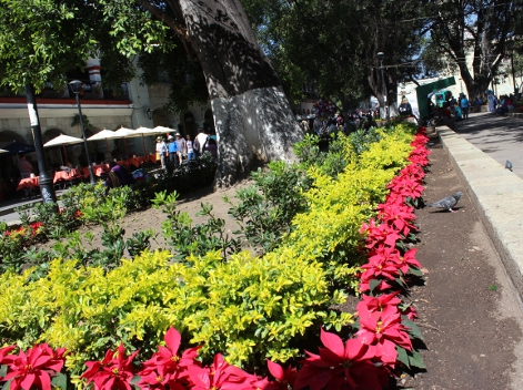 Instalaron un buen número de “noche buenas” en jardineras del zócalo  para adornar el Festival Navideño que abre sus puertas el próximo viernes 11 de 