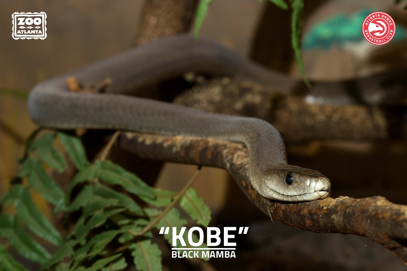 La serpiente "Kobe" 