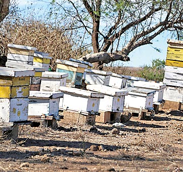 En Jalisco hay 280 mil colmenas.