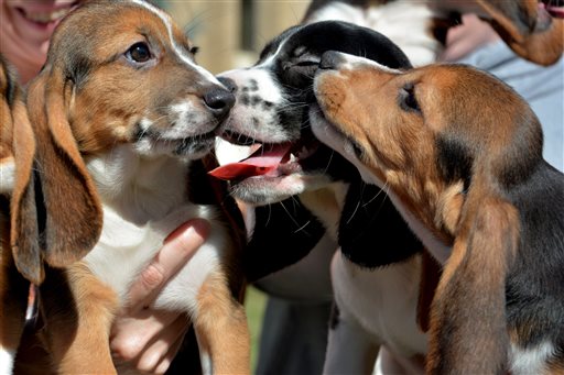 Los siete cachorros nacieron en julio.