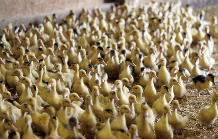 Una bandada de patos permance en su refugio en una granja de aves de corral. Francia ha detectado los primeros casos de gripe aviar de baja patogenici