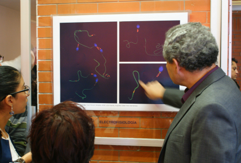 Científicos de la UNAM han tenido un "avance sustancial" en la fase de experimentación para crear un anticonceptivo masculino, proyecto que impulsa la