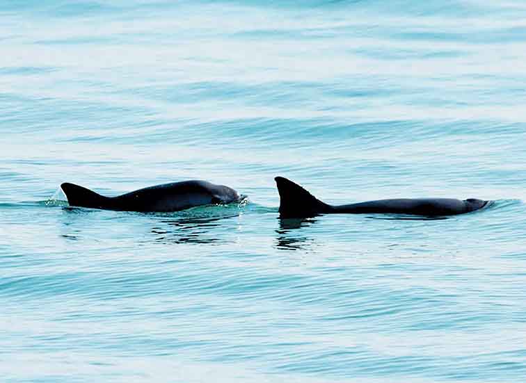 El cetáceo en peligro de extinción habita en el Golfo de California. 