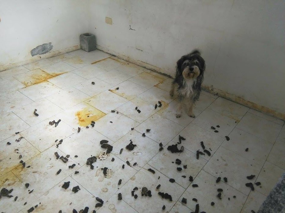 El perro se encontraba en condiciones insalubres.