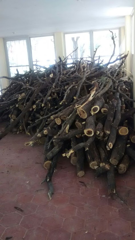 Han recolectado 10 toneladas de madera de árboles muertos y ramas caídas.
