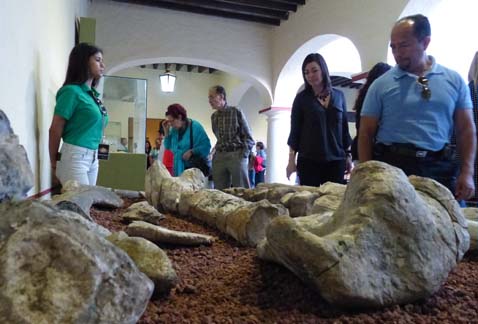 Extinción. El universo de la paleontología tuvo 25 mil visitas.