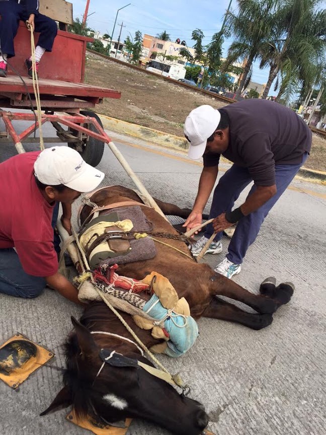 Caballo murió por cansancio.