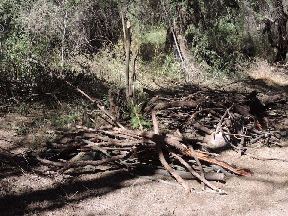 El director de Ecología y Medio Ambiente de ciudad Lerdo fue señalado como el responsable de talar ilegalmente árboles en el Cañón de Fernández.