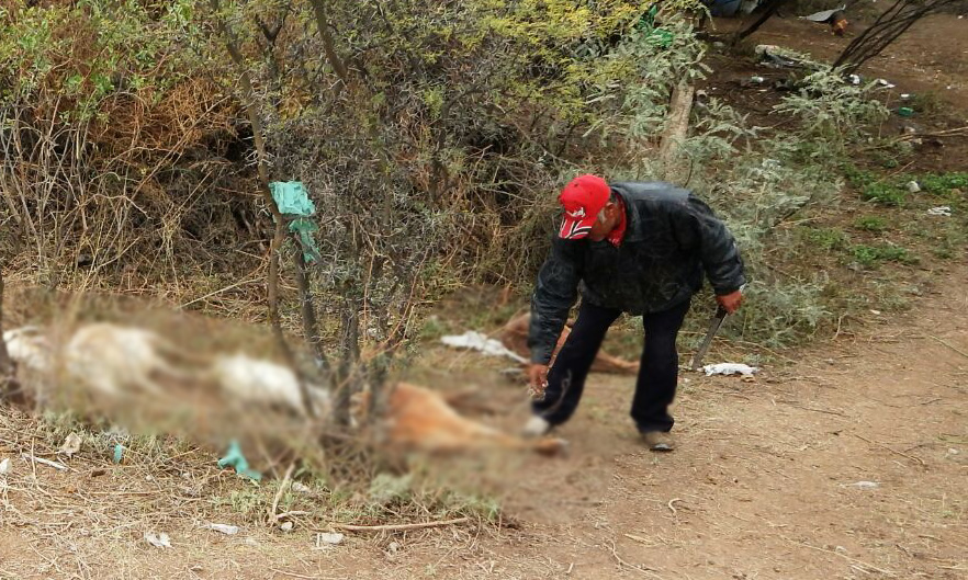 Ganaderos del ejido Mayran sufrieron la muerte de algunas de sus cabras debido al frío.  