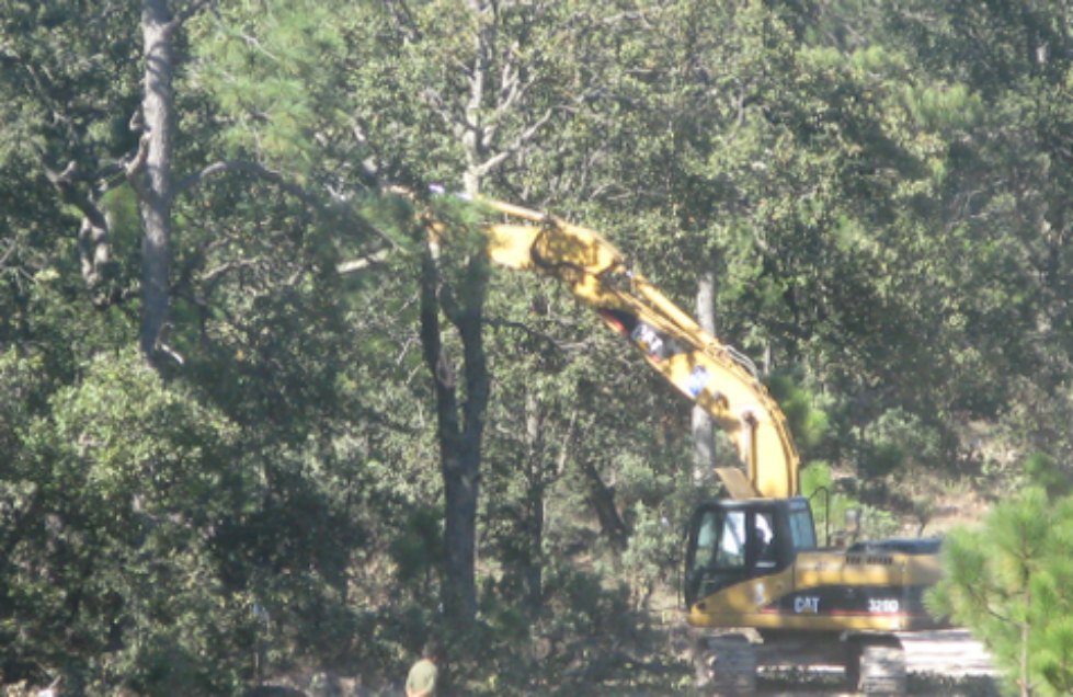 Los bosques del norte de Jalisco tienen graves problemas de plagas. 
