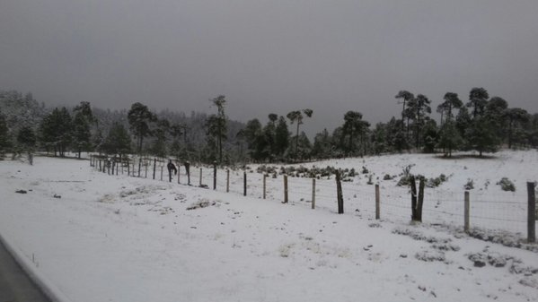 El Ajusco se pintó de blanco debido a las bajas temperaturas. 