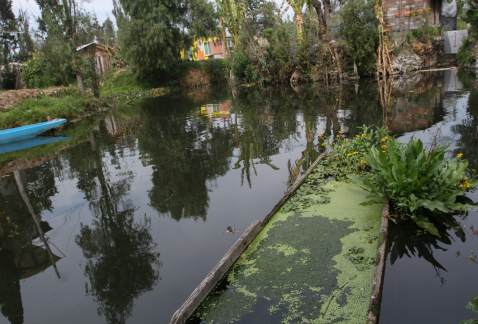 Con la rehabilitación del embarcadero Atenco, en Xochimilco, que ahora provee agua de riego de calidad, se beneficiarán 250 productores de vegetales y
