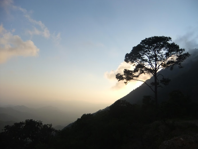 La sierra de Talpa, donde sobrevive el bosque de arce