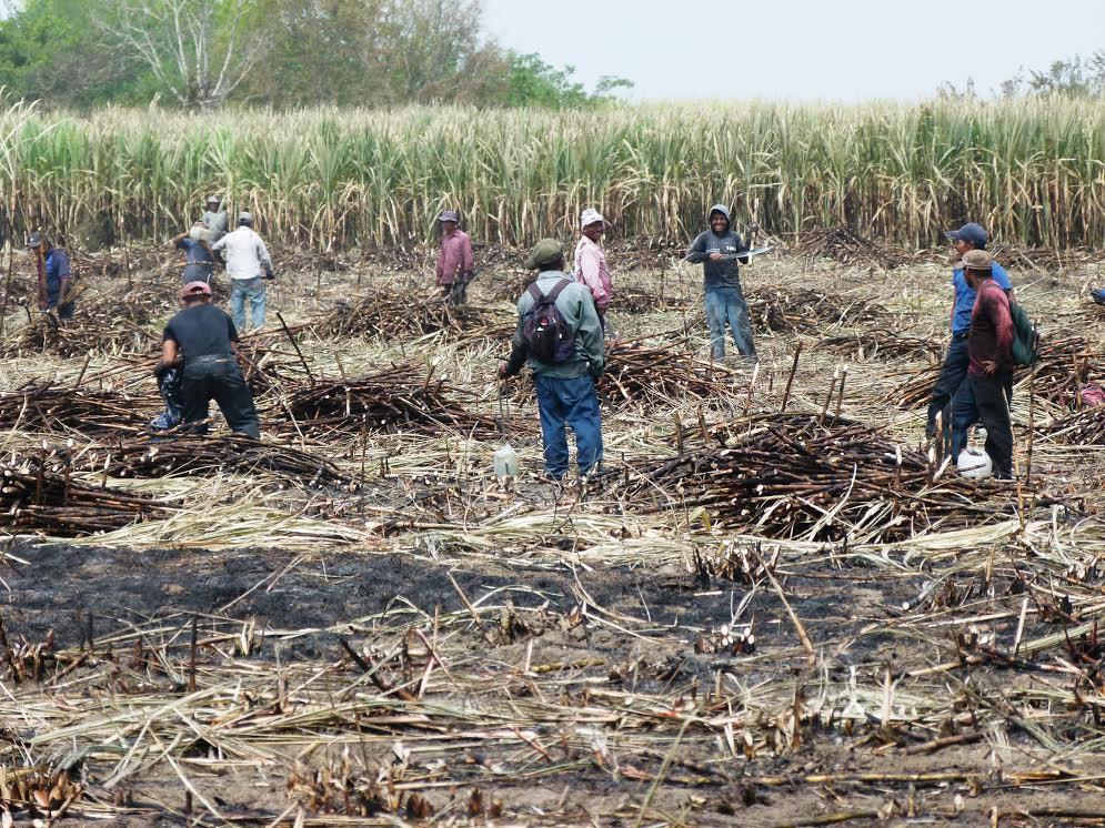 Jornaleros agrícolas en el norte de Veracruz.