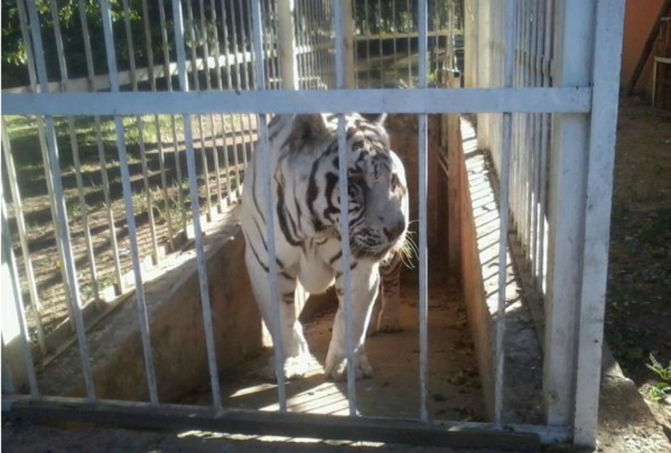 Un tigre de bengala fue asegurado por personal de Profepa. 