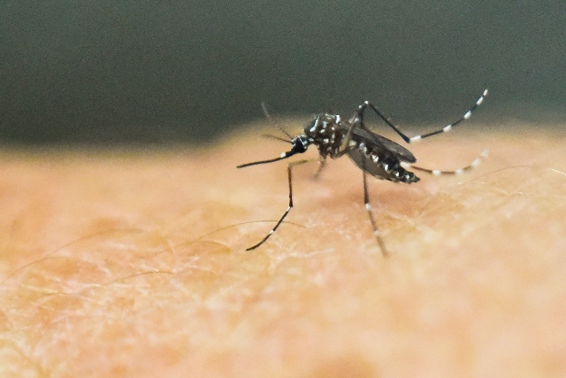 El mosquito Aedes Egypti, transmisor del virus del Zika.