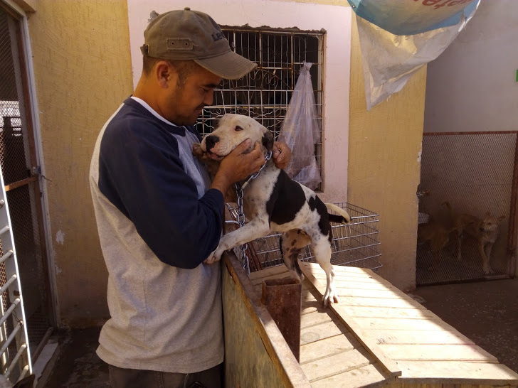 Albores resaltó que los albergues de La Laguna están dispuestos a apoyar a las personas que denuncian maltrato animal.