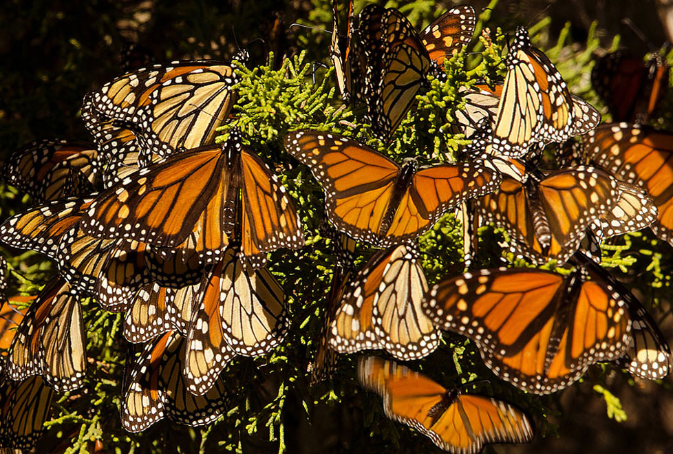 Cada año se realiza un monitoreo para medir por hectáreas cuantas mariposas llegan a los santuarios mexicanos.