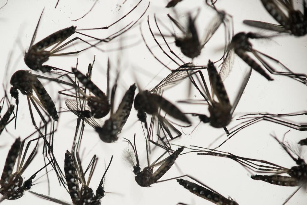 El mosquito Aedes Egypti, transmisor del virus del Zika.
