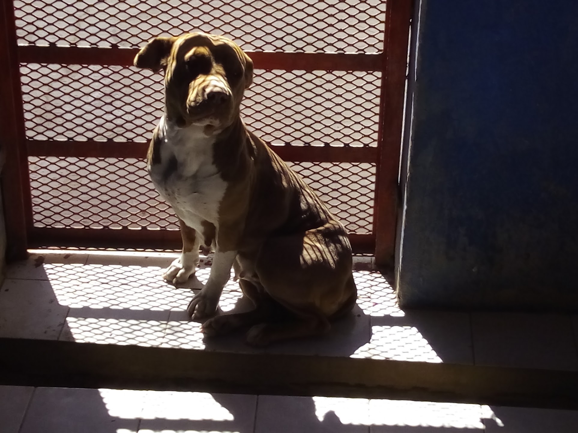 La perra pitbull llamada "Canela" no es nada agresiva, ni con los otros perros que hay en Control Canino.