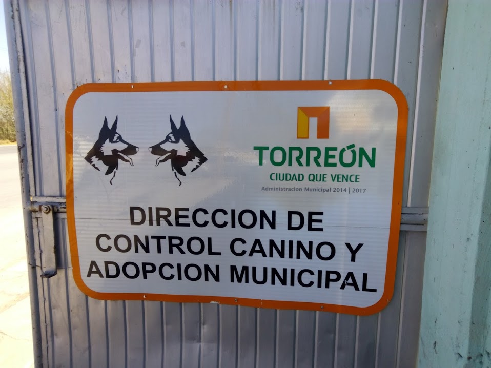 Los pitbull son abandonados por los dueños que no saben qué hacer con ellos, esta raza representa un 20% de los inquilinos constantes en Control Canin