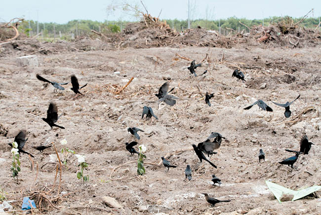 Un grupo de aves permanece en la zona de obras. 
