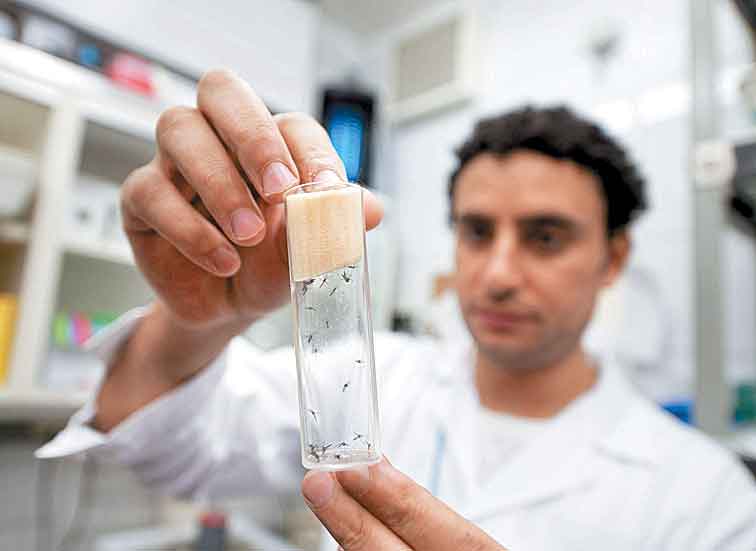 Laboratorios donde estudian al mosco 'Aedes aegypti'.