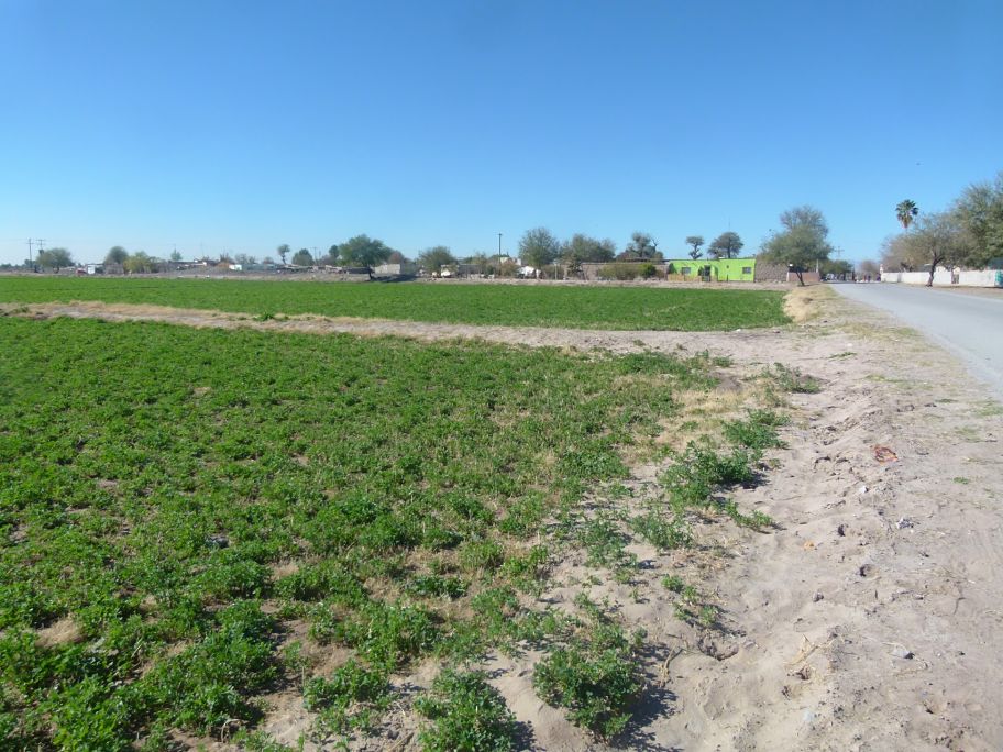 El Ciclo Agrícola 2016 aún no define los cultivos que se sembrarán este año.