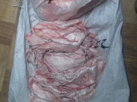 El producto marino buches de Totoaba está en peligro de extinción y tuvo un pesó 7.1 kilogramos, cuyo valor aproximado en el mercado negro es de 400 m