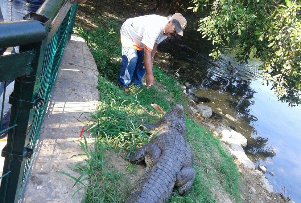 Don Nachito  alimenta a los cocodrilos en la laguna del Carpintero en Tampico desde hace más de 10 años. 