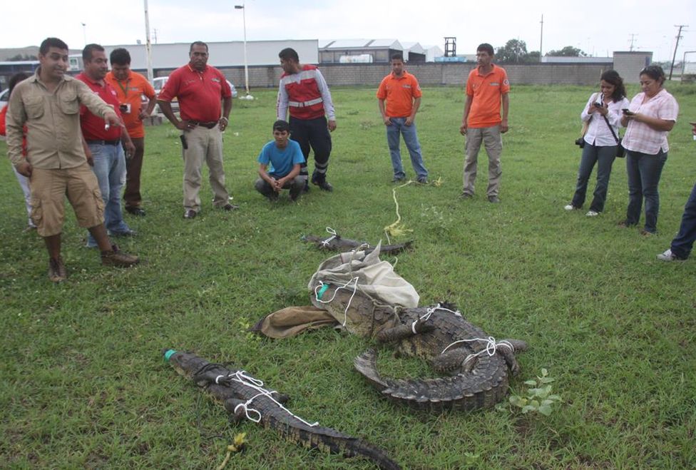 https://cdn.milenio.com/uploads/media/2016/02/25/en-la-laguna-del-contadero.jpeg