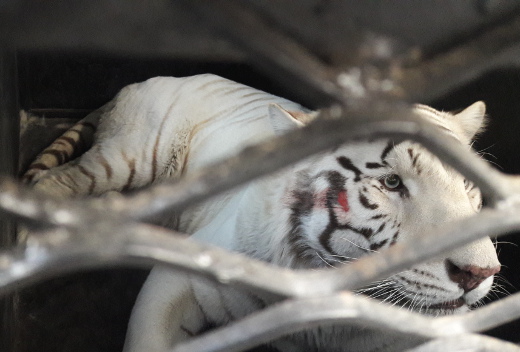 Los felinos son trasladados hasta Denver, Colorado, para su cuidado.